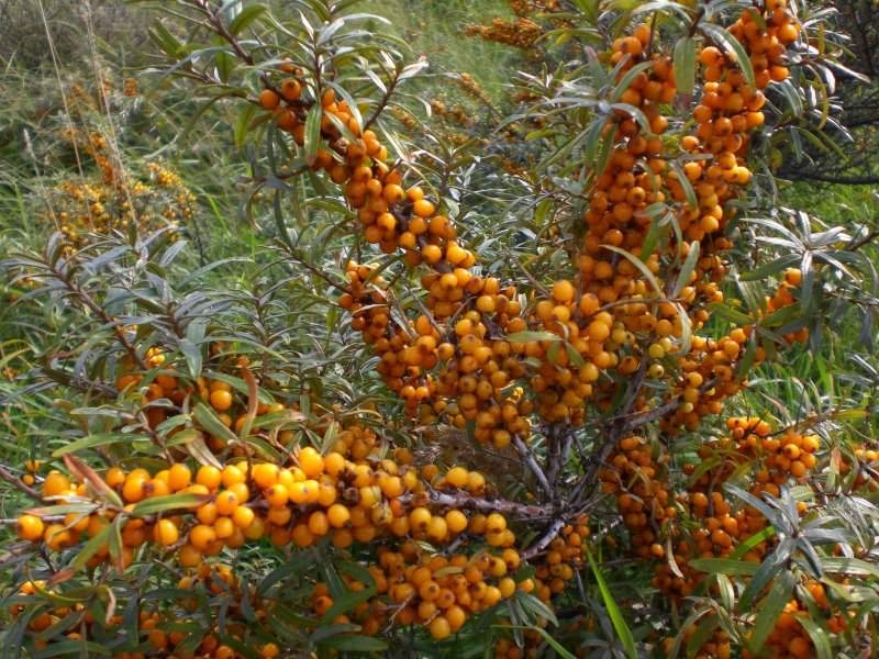 Catina alba - caracterizare geobotanica - factori ecologici